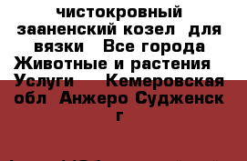 чистокровный зааненский козел  для вязки - Все города Животные и растения » Услуги   . Кемеровская обл.,Анжеро-Судженск г.
